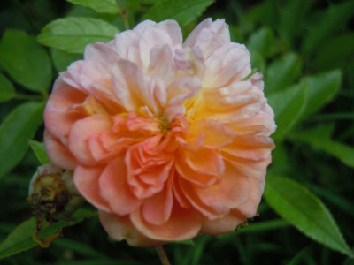 DSCN0098.JPG