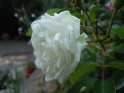 DSCN0113.JPG