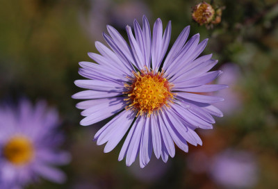 Aster-laevis-Calliope.jpg