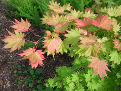 77Acer_shira.jpg