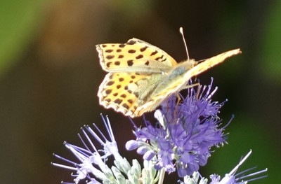 Schmetterling 2020-09-13.jpg