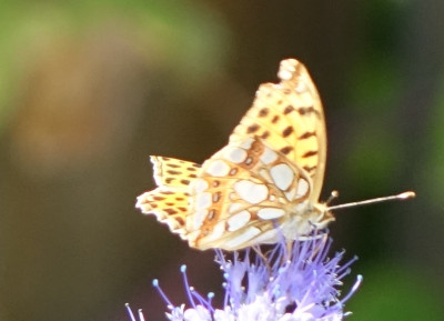 Schmetterling 2020-09-13 II.jpg