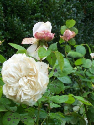 Fragrant.jpg