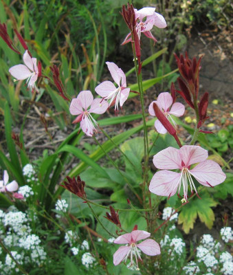 IMG_2175_Gaura-Saemling_11Sept2020_.jpg