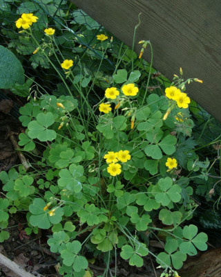Oxalis spec.jpg