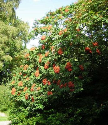 77Sorbus_sargentiana_FR.jpg