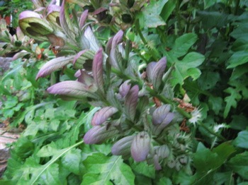 ACANTHUS.jpg