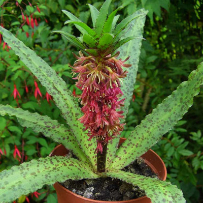Eucomis_vandermerwei_01.jpg