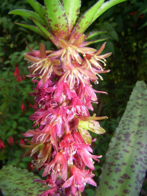 Eucomis_vandermerwei_02.jpg
