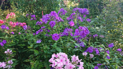 Nachblüte Phlox.JPG