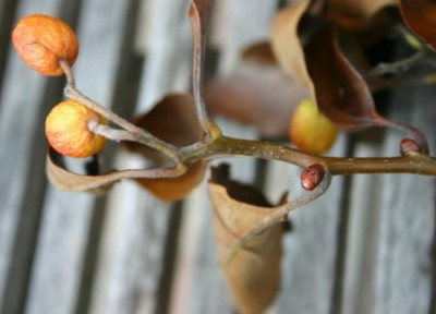 garten-pur_3.JPG