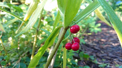 Polygonatum roseum.JPG