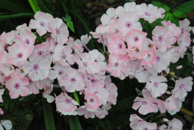 DSC_1423.JPG