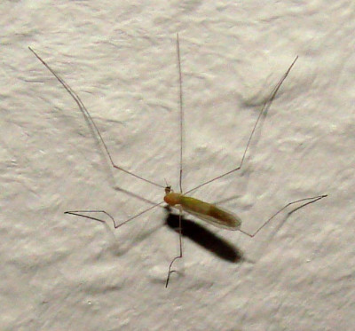 Schnake300907.JPG