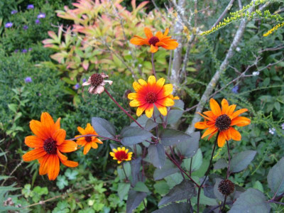 Heliopsis Ulrich 1.JPG