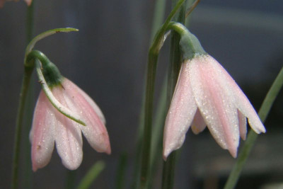 Acis rosea20-9.jpg