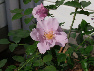 DSCF0038.JPG