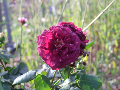 DSCF9746.JPG