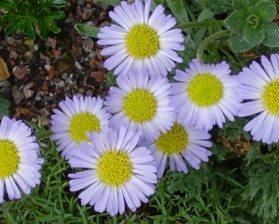 Erigeron trifidus (2).jpg