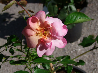 DSCF9051.JPG