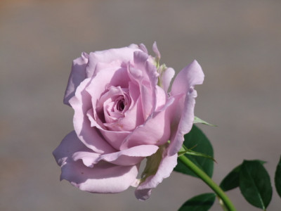 DSCF9170.JPG