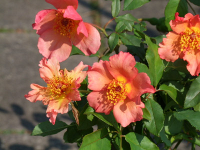 DSCF9417.JPG