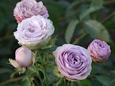 DSCF9926.JPG