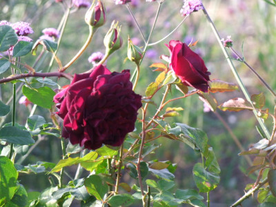 DSCF9723.JPG