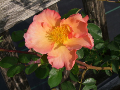 DSCF9438.JPG