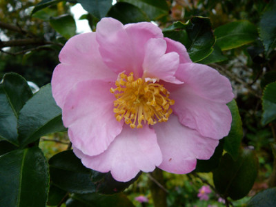 Plantation-Pink.jpg
