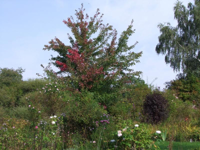 2020_0616SeptemberMitte0104.JPG