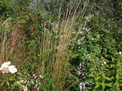 2020_0616SeptemberMitte0068.JPG