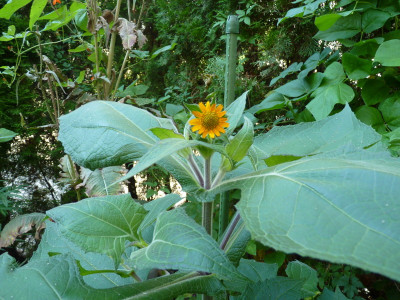 P1100496.JPG
