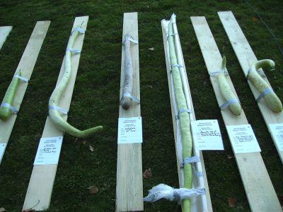 Long_gourds.jpg