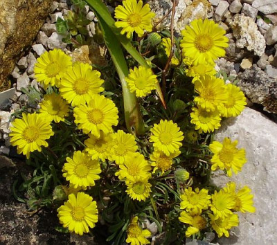 Erigeron-chrysopsides.jpg