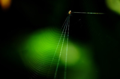 Spinnweben_1_30-09-2007.jpg