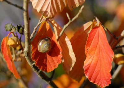 Hamamelis_Pallida-Besuch_371-klein.jpg