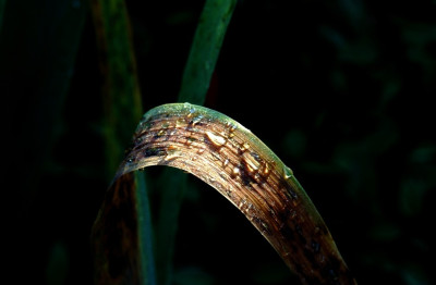 Iris_Morbid_1_30-09-2007.jpg