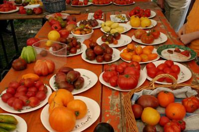 Irinas_Tomatenfesta0507.jpg