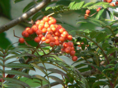 Sorbus_scalaris_16b_Fruchte.JPG