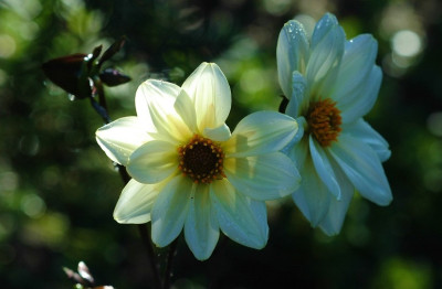 Dahlia_X_1_30-09-2007.jpg