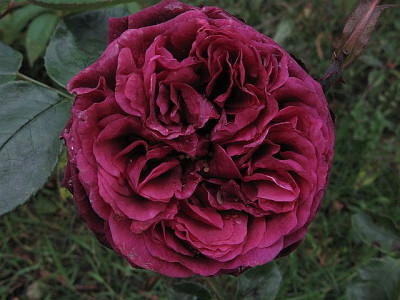diefalscheViolett.jpg