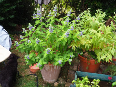 P9170004.JPG