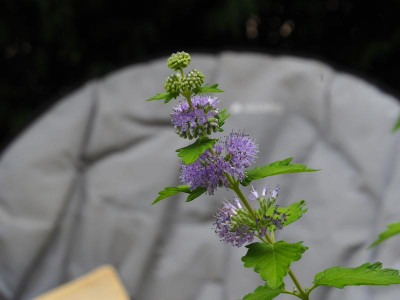 P9170001.JPG