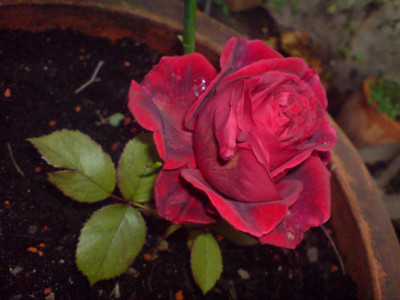 unbekannte_rote_th_sept_07_2.JPG