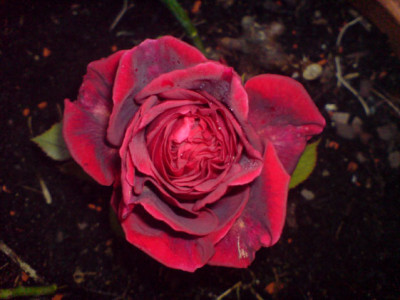 unbekannte_rote_th_sept_07_3.JPG
