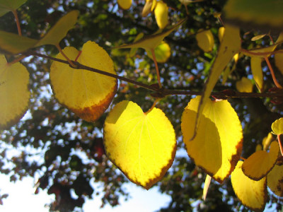 katsura_8588.jpg