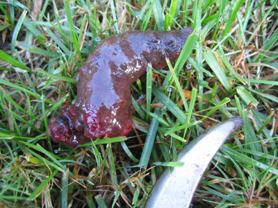 kot_8580.jpg