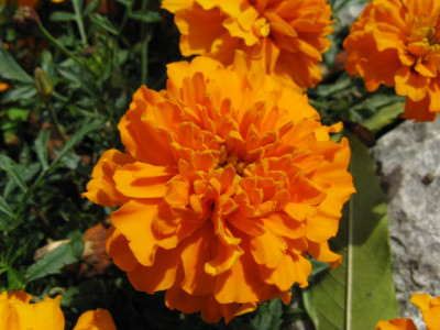 IMG_tagetes.jpg