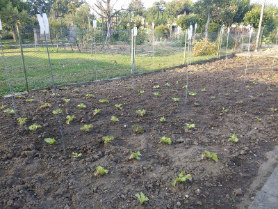 Salat Sativa 20200917.jpg